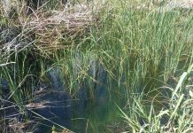 Οι «οάσεις» της Πάρου – Πως τα ρέματα του νησιού προστατεύουν χλωρίδα και πανίδα
